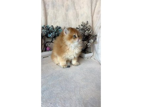 British longhair dişi ny11