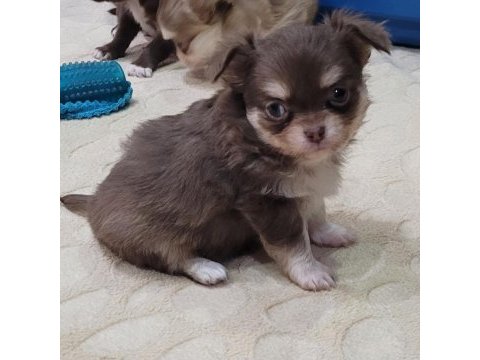Elma kafa küt burun teacup chihuahua bebekler