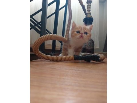 Exotic shorthair yavrular
