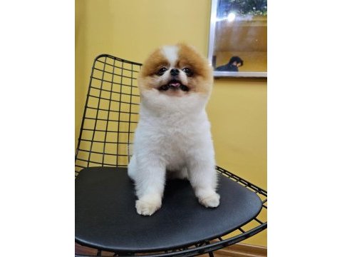 Oğluma eş arıyorum çiftleştirmek için pomeranian boo