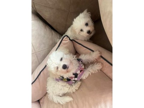 Ev doğumlu maltese terrier 3 aylık erkek yavru