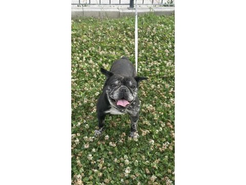 3 yaşında dişi french bulldog