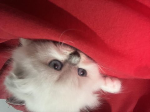 Kedimiz kar tanelerine sonsuz yuvasını arıyoruz
