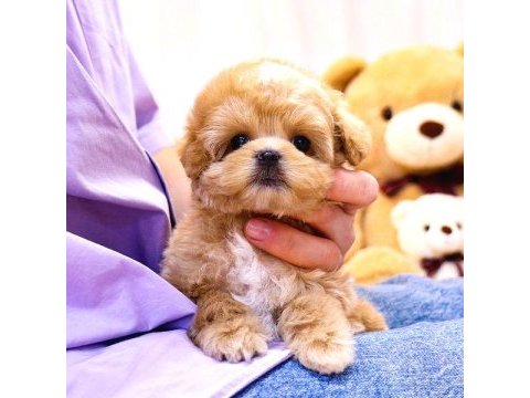 Maltipoo yavrularım sağlık ve ırk garantilidir