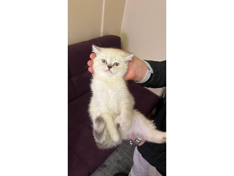 Akıllı uysal tatlı beyaz kedimiz