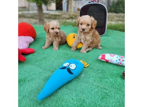 Maltipoo  yavrularımız 
