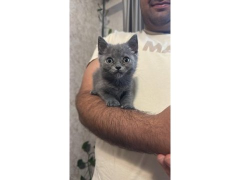 Scottish fold ve straight yavrular