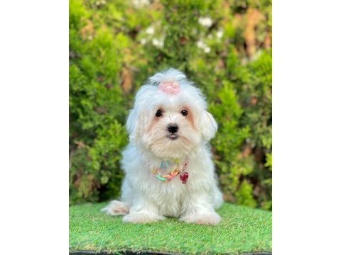 Mini boy maltese yavruları