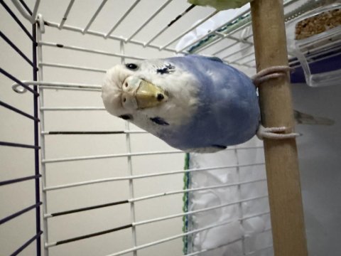 Erkek bebek muhabbet kuşu