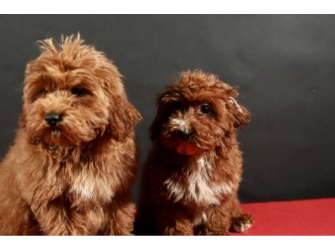 14 şubat doğumlu maltipoo yavrularım