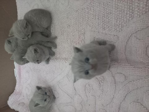 Scottish straight ve scottish fold yavrular