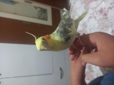 Sağlıklı sultan papağanı
