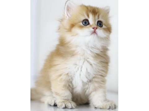 Gülen tospik british longhair