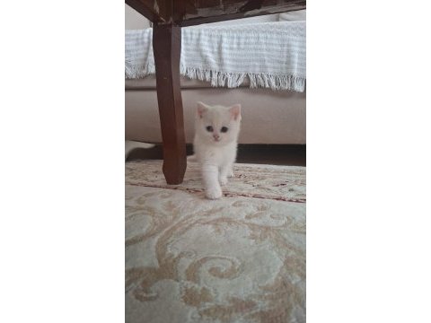 Pamuk british shorthair kızımız
