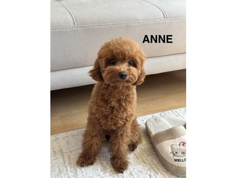 75 günlük teacup poodle