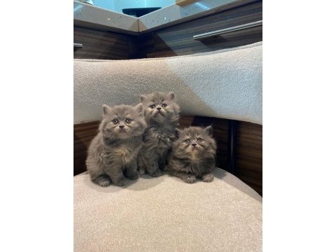 İran persian exotic long ve blue bebekler