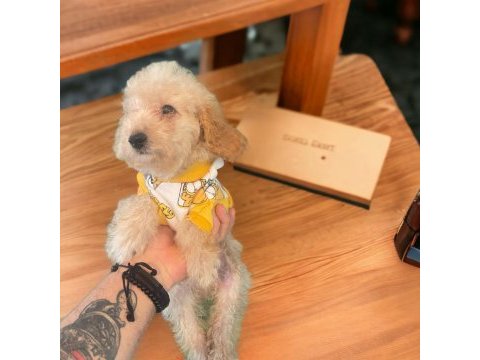 Safkan toy poodle yavruları