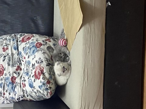 2 buçuk aylık safkan scottish fold bebek