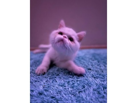Exotic shorthair sağlıklı erkek yavrumuz