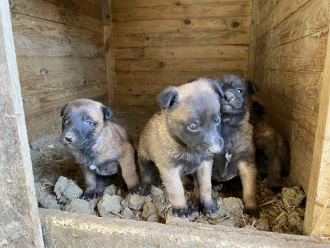 Belçika malinois yavrular 35 günlük