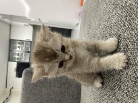 Golden british shorthair oğlumuz