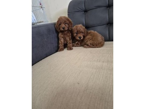 Podul maltipoo köpekler