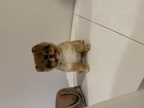Pomeranian boo köpeğimiz