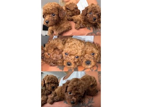 Toy poodle bebek köpekler