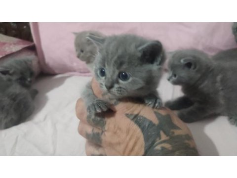 British shorthair yavrular