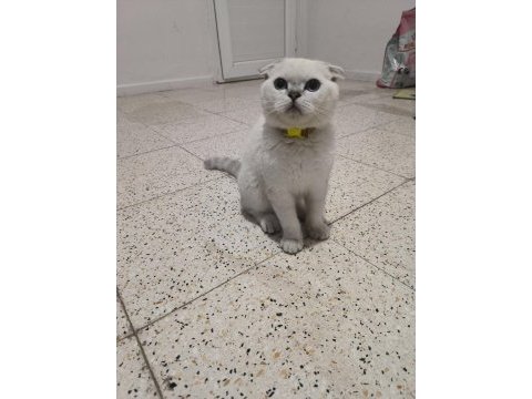 Scottish fold 4 aylık kedim