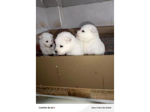 Samoyed yavrular
