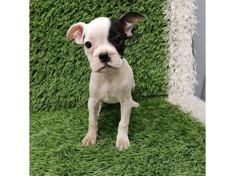 French bulldog harika güzellikler