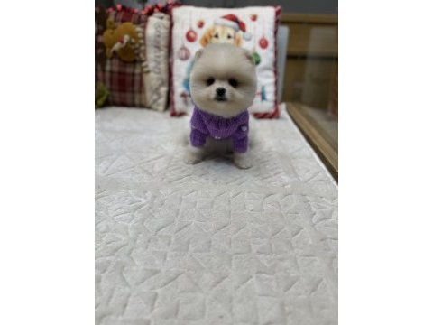 Tedy face pomeranian boo yavrularımız