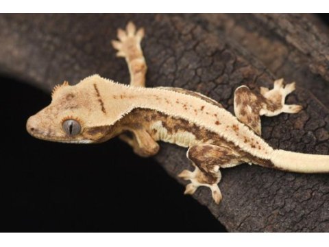 Uysal ve saglıklı crested geckolar