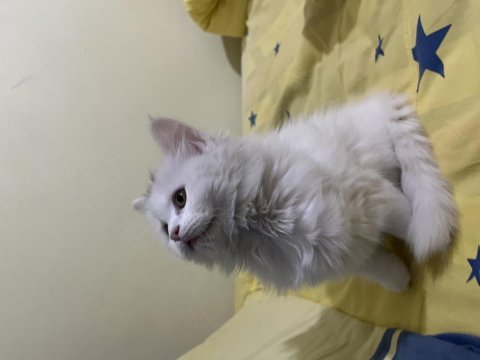 Sevimli british longhair yavrumuz
