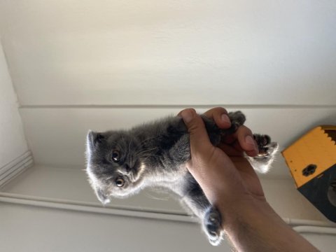 Scottish fold kedim ve yavrusu
