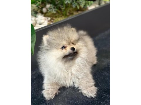 Orjinal pomeranian boo