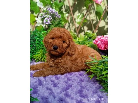 Poodle yavrularımız ırk garantilidir
