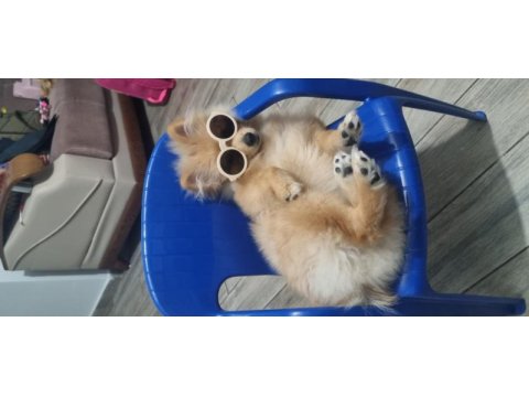 5 aylık erkek pomeranian