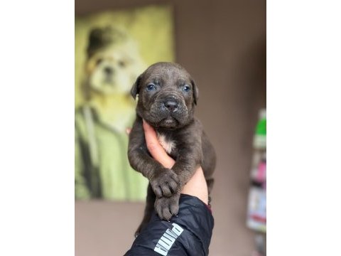 Dev cane corso yavrular