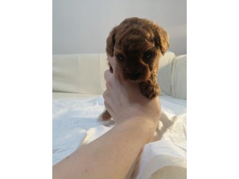 Teacub poodle