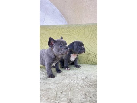 Blue renkli maviş gözlü tuvalet eğitimli french bulldoglar