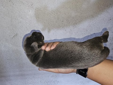 Cane corso blue ve siyah yavrularımız rezerve açılmıştır