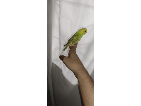 Ele kola alıştırmalık muhabbet kuşu yavru erkek