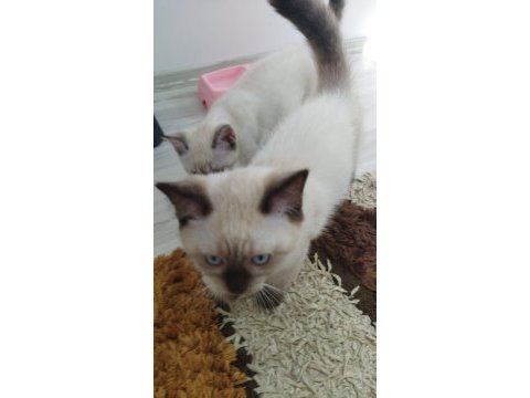 2 tane kedimiz kalmıştır dişi ve erkek