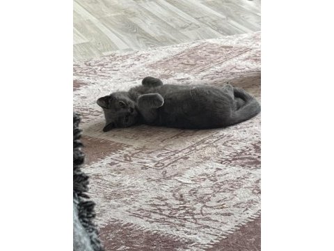 4 aylık british shorthair yavru