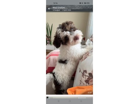 4 aylık maltese terrier