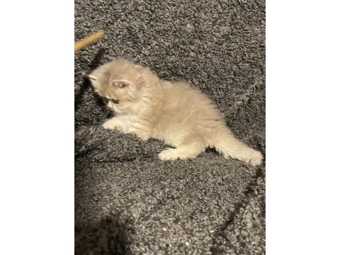 Anne baba şecereli safkan british longhair ay12 erkek