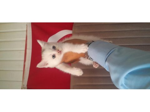 British shorthair yavruları beyaz