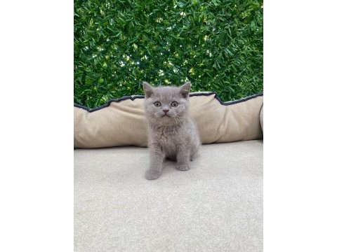 British shorthair lilac